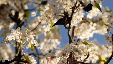 春天白色开花樱桃树加州美国精致的温柔的樱花花梨苹果杏春天新鲜的浪漫的大气纯植物布鲁姆软焦点散景